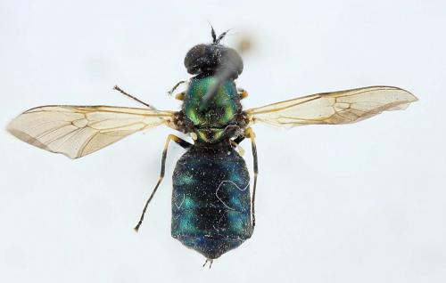 Chloromyia formosa
